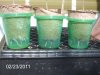 2-23-2011 Sour Cream clones rooting 001.jpg