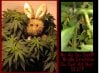 bunny n da plant 1.jpg