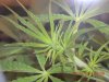 grow pics 22-25-2011 015.jpg