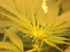 grow pics 22-25-2011 012.jpg