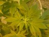 grow pics 22-25-2011 004.jpg