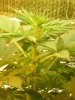 grow pics 22-25-2011 002.jpg