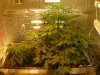 grow pics 22-25-2011 008.jpg