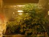 grow pics 22-25-2011 011.jpg