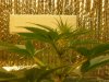 grow pics 22-25-2011 010.jpg