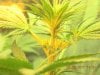 grow pics 22-26-2011 004.jpg