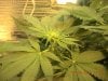 grow pics 22-26-2011 006.jpg