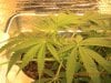 grow pics 22-26-2011 008.jpg