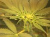 grow pics 22-26-2011 003.jpg