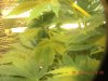 grow pics 22-26-2011 005.jpg