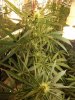 74 buds.jpg