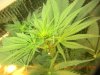 grow pics 22-26-2011 007.jpg