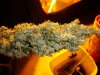 cannabis 3.jpg