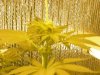 grow pics update 3-1-2011 009.jpg