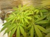 grow pics update 3-1-2011 017.jpg