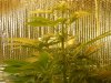 grow pics update 3-1-2011 005.jpg