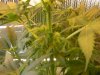 grow pics update 3-1-2011 022.jpg