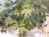 grow pics update 3-1-2011 018.jpg