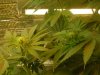 grow pics update 3-1-2011 011.jpg