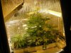 grow pics update 3-1-2011 004.jpg