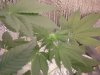 grow pics update 3-1-2011 021.jpg