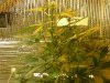 grow pics update 3-1-2011 027.jpg