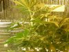 grow pics update 3-1-2011 035.jpg