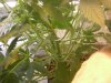 grow pics update 3-1-2011 030.jpg