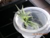 grow pics update 3-1-2011 002.jpg