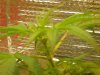 grow pics update 3-1-2011 015.jpg