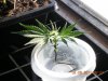 grow pics update 3-1-2011 001.jpg