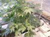 grow pics update 3-1-2011 007.jpg