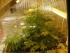 grow pics update 3-1-2011 003.jpg