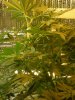 grow pics update 3-1-2011 036.jpg