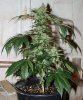 God Bud-53DAYSm3810a.jpg