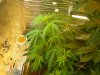 grow pics update 3-10-11 004.jpg