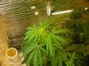 grow pics update 3-10-11 005.jpg