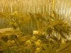 grow pics update 3-10-11 012.jpg