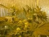 grow pics update 3-10-11 011.jpg