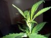 buds yet 002.jpg