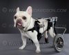 dog in wheelchair.jpg