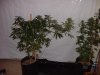 ssh 34 days into flower 043.jpg