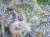 Trichomes (5).jpg