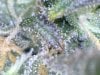 Trichomes (6).jpg