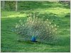 peacock-wide-open.jpg