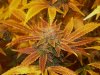 Frosty Purple Haze.jpg
