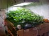 Table 2 clones flowering 3 days 5_29.JPG