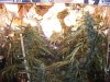96 buds.jpg