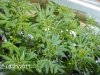 3-22-2011 cold frame 005.jpg