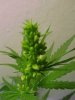 marijuana+plant.jpg